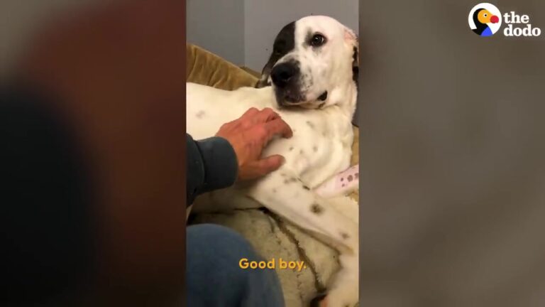 Terrified Texas Dog Dragged Himself Into A Ditch Before Facing A Choice That Would Change Everything