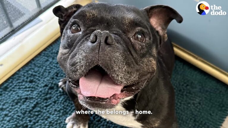 Nobody Knew This California Dog’s Full Story Until Rescuers Took A Closer Look At Her Scars