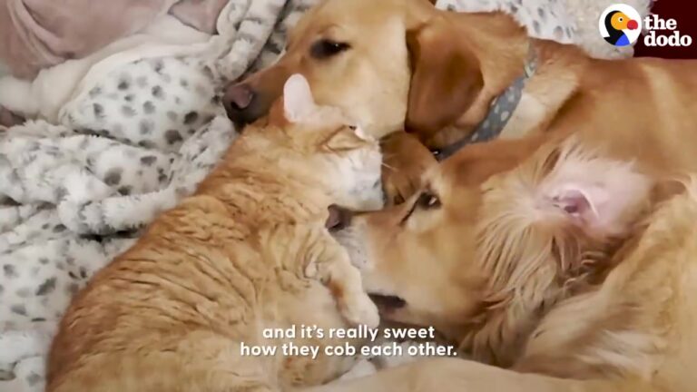 Two California Dogs And An Orange Cat Develop A Sweet Routine That Keeps Bringing Them Together