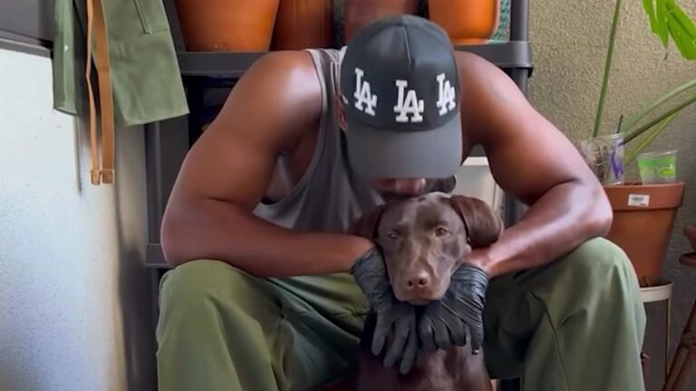 California Man Gets His Dream Chocolate Lab With His Partner, Then A Sudden Breakup Leaves Him Questioning Everything