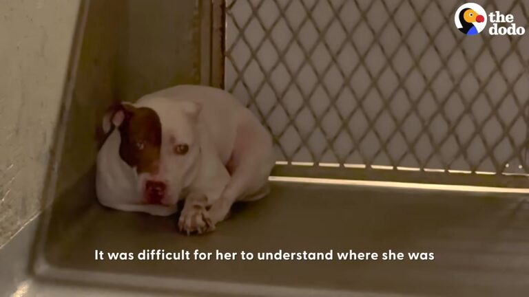California Dog Had Only 24 Hours Left At The Shelter, Then One Month Of Patience Revealed Something No One Expected