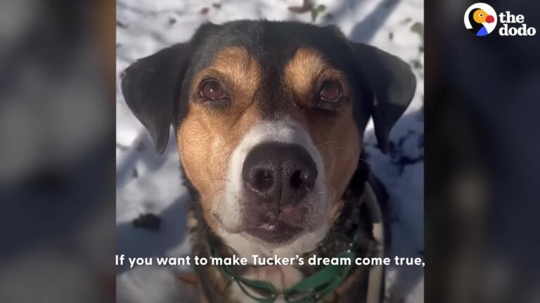 Heartbroken Texas Dog Watches Other Dogs Leave, But One Detail Makes His Story Different