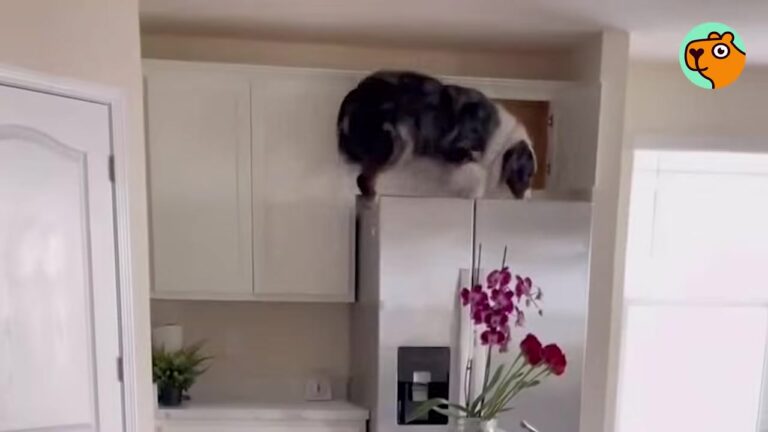 Arizona Woman Can’t Find Her Dog Anywhere In The House, Then Looks Up And Spots Him In An Unbelievable Place