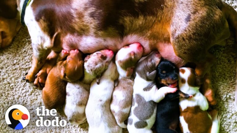 Pregnant Ohio Dog Didn’t Know What To Do With Her First Puppy Until A Surprising Moment