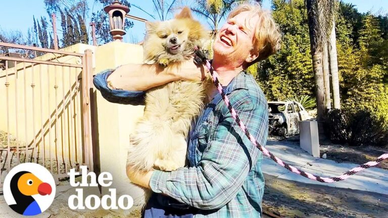 California Owner Searches Destroyed Neighborhood For Her Pomeranian And Gets The Miracle She Prayed For