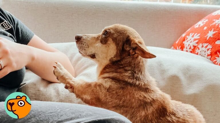 New Jersey Dog With Dwarfism Was Terrified Of Going Outside, And His Foster Mom Soon Learned Why