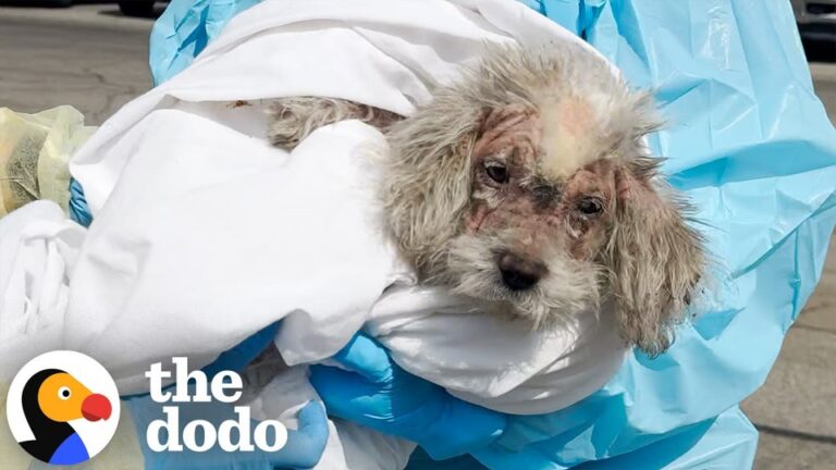 Shelter Team Gives A Scabby California Puppy A Medicated Bath, Then Realizes Her Fur Needs More Attention