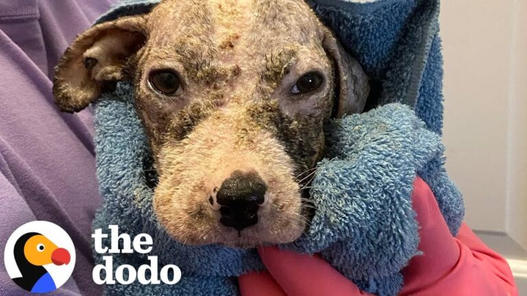 Puppy Pulled From Trash Was Finally Healing When His Tennessee Foster Family Woke Up To A Shocking Sight