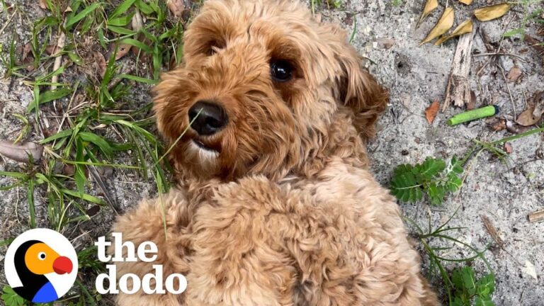 Iowa Puppy Mill Survivor Who Once Could Barely Relax Begins To Play, Grow Her Curly Coat, And Discover Life Beyond Fear