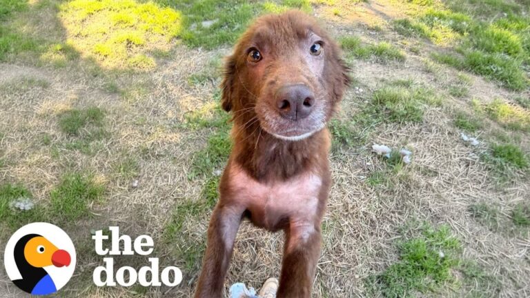 Georgia Dog Spends Years Chained Outside, Then An Unexpected Visitor Pulls Up