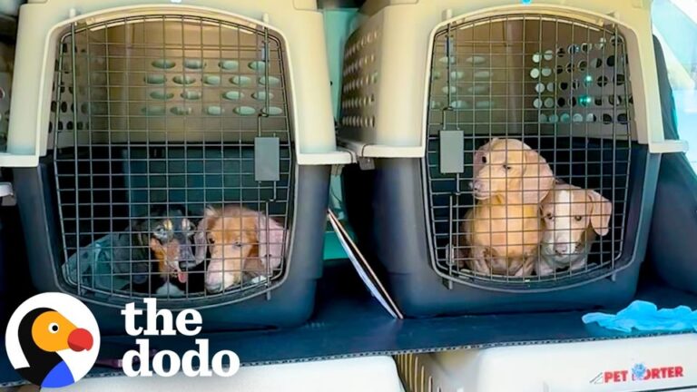 Over 40 Senior Dachshunds Were Surrendered After A New York Eviction, But One Of Them Would Keep Waiting