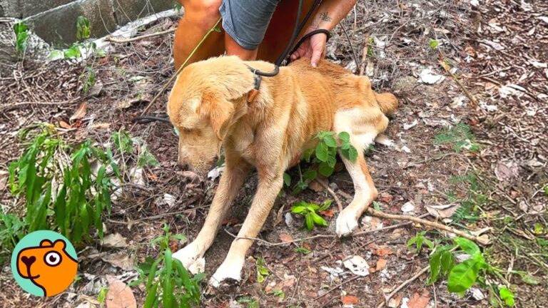 California Rescuer Finds A Skeletal Dog In An Abandoned Building, Then Vets Discover Something Alarming