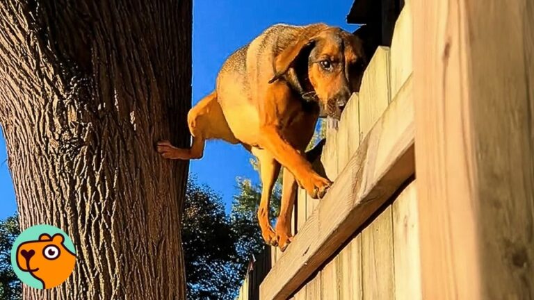 New York Woman Looks Out Her Window And Sees Her Shelter Dog Doing Something She Can Barely Believe