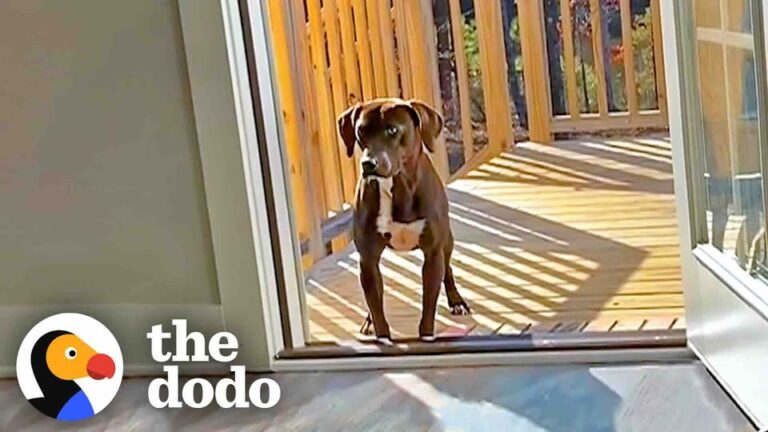 Hopeful Georgia Stray Dog Refused To Leave A Family’s Porch After Being Let Inside From The Cold
