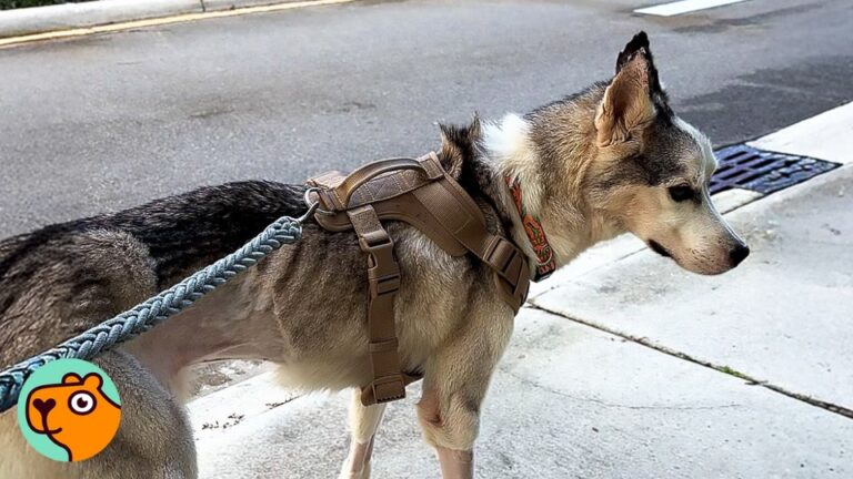 Doctors Gave This Florida Husky A 0 To 10 Percent Chance, But His Rescuer Noticed Something