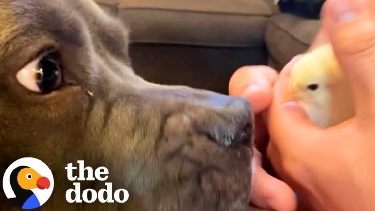 California Dog Becomes A Nanny To Baby Chicks, But Their Reunion Proves Just How Deep His Love Goes