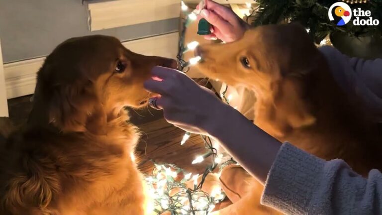California Pet Meets Her Tiny New Sister For The First Time, And A Woven Basket Holds The Beginning Of A Bond