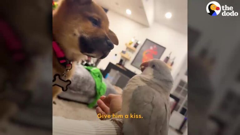 California Bird Wasn’t Thrilled When A Puppy Entered His Home, But Their First Meeting Took An Unexpected Turn