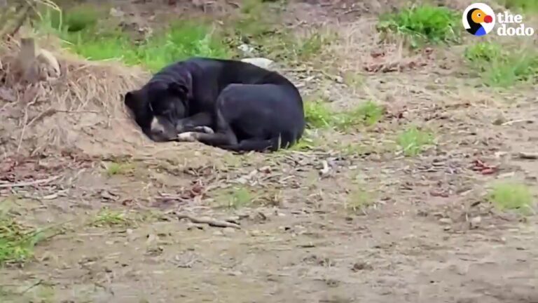 Frightened Dog Couldn’t Move Beside The Road, So A Washington Rescuer Tried An Unusual Solution