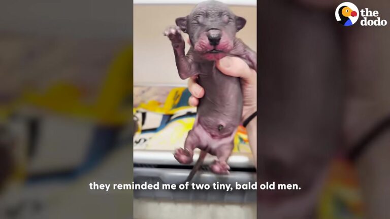 Texas Vet Tech Sees Two Tiny Hairless Puppies After A Six-Hour Trip And Thinks They Look Like Little Old Men