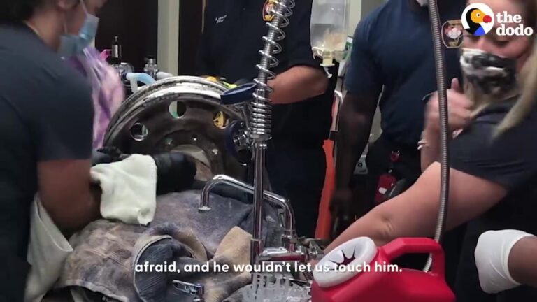 Texas Dog Got His Head Trapped In A Heavy Tire Rim, But The Rescue Team’s Solution Led To A Beautiful Second Chance