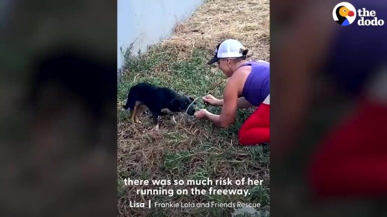 California Dog Spends Two Years Dodging Traffic And Rescue Traps, But One Evening Was Different