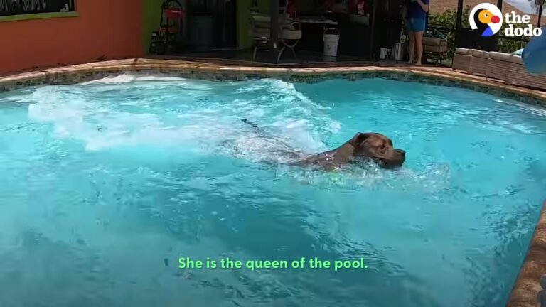 Florida Dog Refuses To Leave The Pool, And Her Owner Discovers Just How Far She’ll Go
