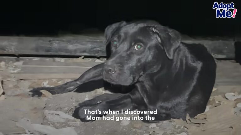 Florida Rescuer Crawls Under A House To Save A Stray Dog, And Uncovers A Heartbreaking Secret