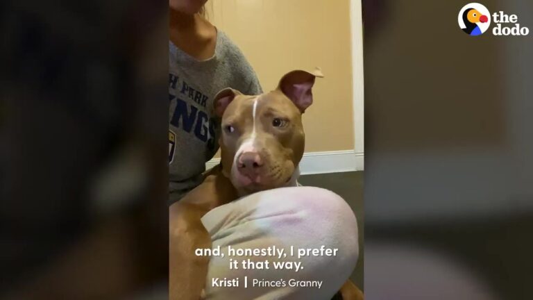 Grieving Texas Mother Watches Her Son’s Dog Choose One Special Spot In The House, And It Holds A Meaningful Memory