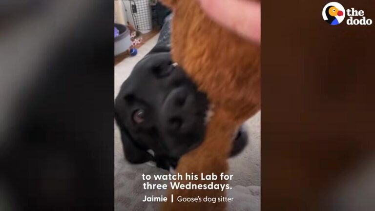 New York Woman Agrees To Watch A Labrador For Three Wednesdays, But One Small Request Changes Their Routine