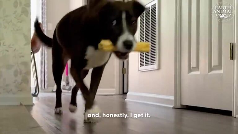 New York Dog Takes Her Daily Security Job Very Seriously, But Her Final Shift Reveals Her True Colors