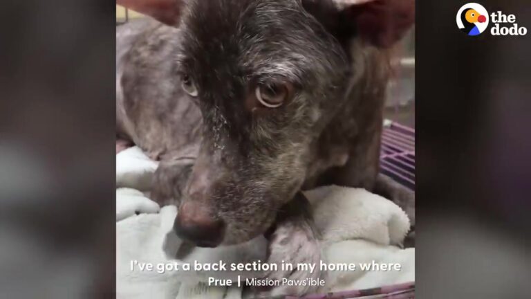 Rescuers Find Terrified California Dog In Poor Condition, And His First Night In A Home Says Everything