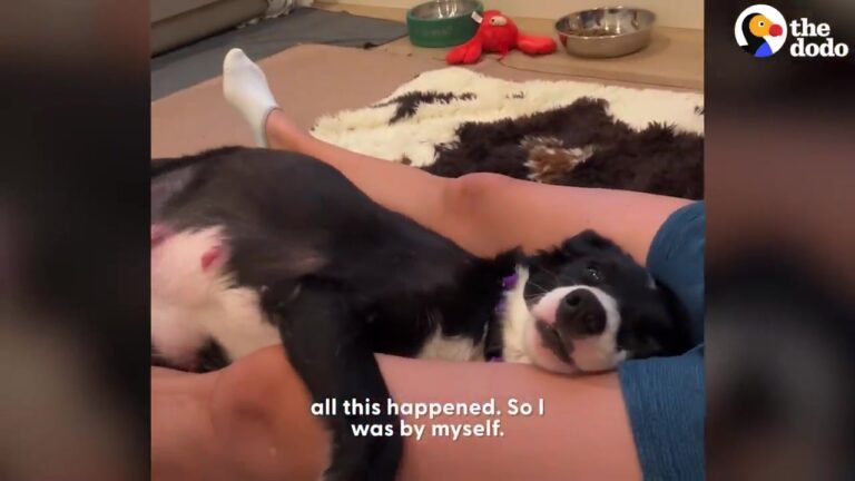 California Woman Had Never Fostered A Pregnant Dog Before, Then Found Herself Alone For The Big Delivery