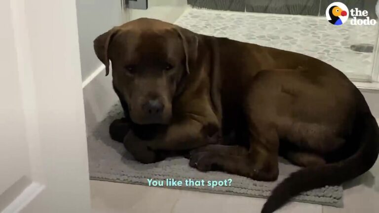 California Dog Was Too Scared To Be Caught Until A Pack Of Furry Friends Showed Him The Way Home