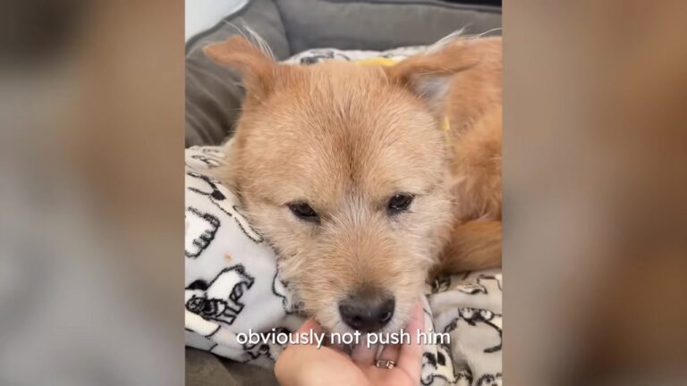 California Dog Screams In His Sleep After A Traumatic Past, Until His New Sister Notices His Fear