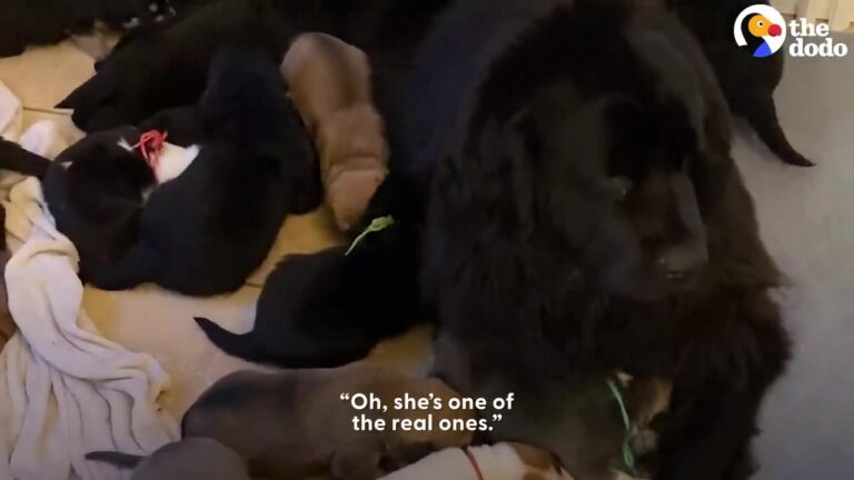 California Dog Found Freezing Under An Abandoned Ramp Gets The Most Unexpected Helping Hand