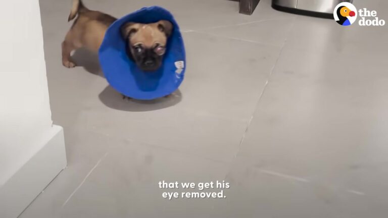 Tiny Puppy Was Abandoned In California, Left Alone With A Serious Eye Injury
