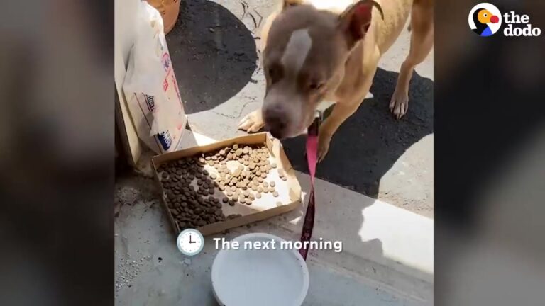 Texas Pit Bull Leaves A Lonely Roadside Behind And Begins Discovering Life Beyond A Blanket