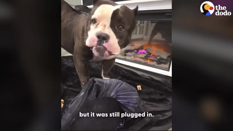 California Dog Escapes A Grim Shelter Fate, Then A Freak Accident Turns His Rescue Into A Crisis