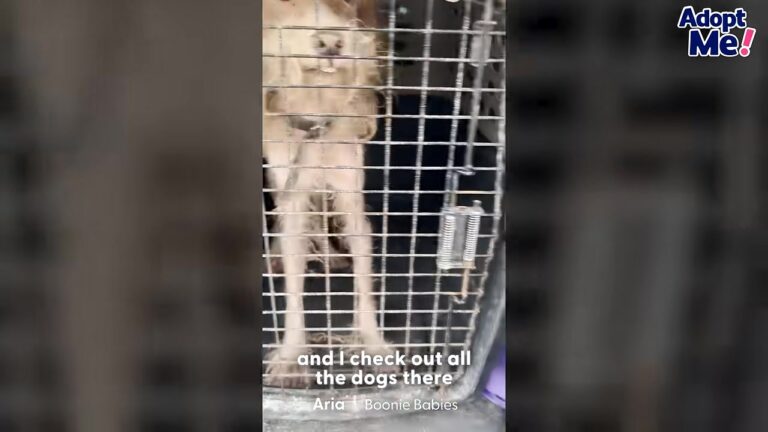 Colorado Rescuer Spots Someone Trying Desperately To Get Her Attention From Behind Shelter Bars