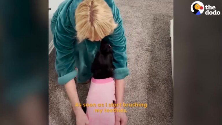 California Dog With A Difficult Past Became So Attached To Her New Mom That Their Evenings Took An Unexpected Turn