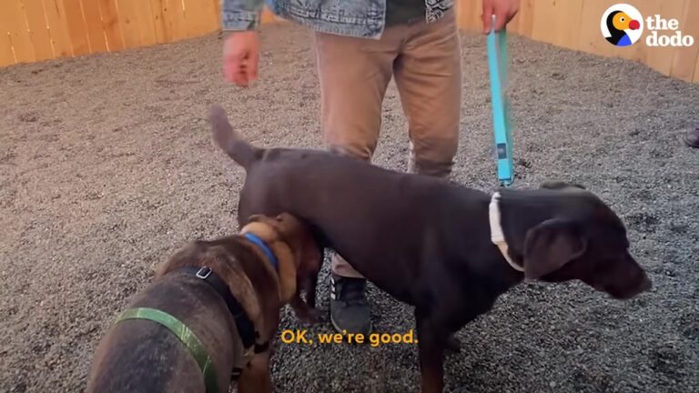 California Rescuer Promised He Wouldn’t Keep This Anxious Dog, But One Sweet Moment Changed Everything