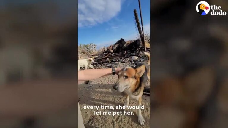 Arizona Dog Survived In The Desert For Months Until One Small Gesture Changed Everything
