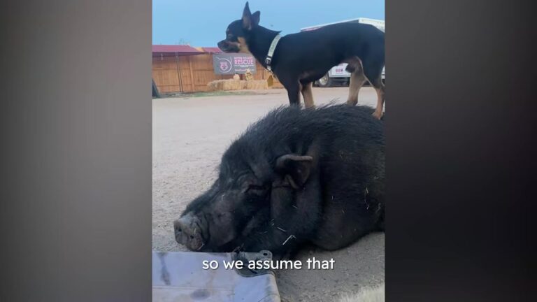 Arizona Rescuers Can’t Believe Their Eyes When A Chihuahua Shows Up Riding A Giant Pig