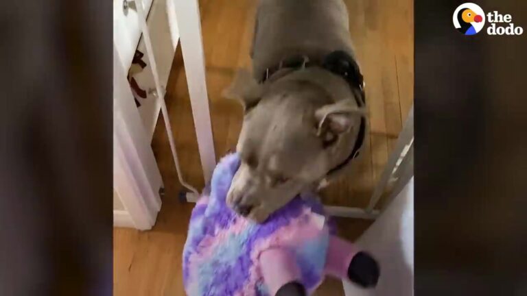 Texas Dog Found As A Terrified Stray Clings To Her Toys Until A Tiny Friend Changes Everything
