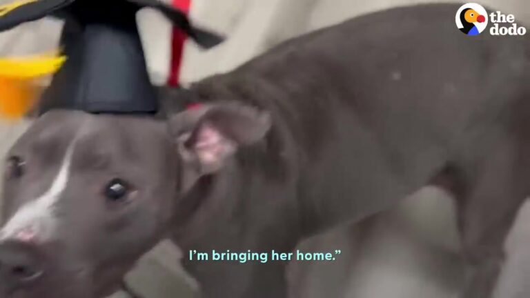 California Rescue Dog Follows Pieces Of Bread On The Street, And Her Story Takes An Unexpected Turn