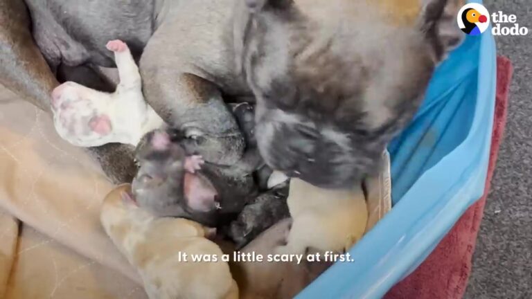 Georgia Family Takes In A Pregnant Rescue Dog And Watch As Her Journey Ends In The Most Perfect Way