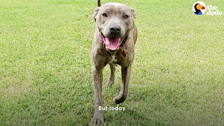 Frail Texas Dog Looked Up With Sad Eyes After His Skin Had Nearly Turned To Stone