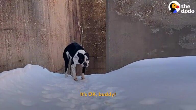 Michigan Rescuers Approach A Freezing Stray, But She Is Too Scared To Accept Their Help