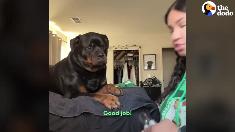 Georgia Rottweiler Who Lived On The Streets Faces Cruel Online Comments, And His Mom Refuses To Back Down